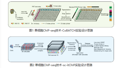 我國科學家實現單細胞表觀組學新突破