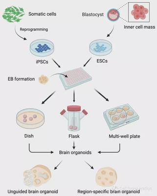 腦科學日報 腦類器官技術——模擬人類神經發育疾病的革命性進展